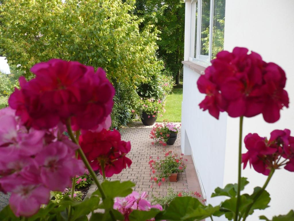 Appartement Le Jardin Lingolsheim Esterno foto